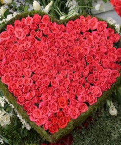 Red Roses Heart Shape (250 Flowers)